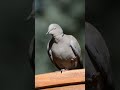 рџ њ Birds Sounds Ringtones рџЋ Birds Chirping Shorts Youtubeshorts New Shortvideo Viral рџ њ Birds Sounds Ringtones рџЋ Birds Chirping Shorts Youtubeshorts New Shortvideo Viral