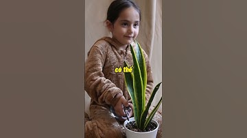 3 loại cây đặt trong phòng ngủ vừa giúp ngủ ngon vừa hút tài lộc | Ds Đại Minh #dsdaiminh #shorts