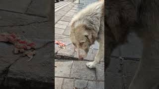 Download Lagu باید آشناوپارتی داشته باشی برای خرید آشغال گوشت #دوست #cat #cat #شلتنا #هاپو #کمک #نزهه # MP3