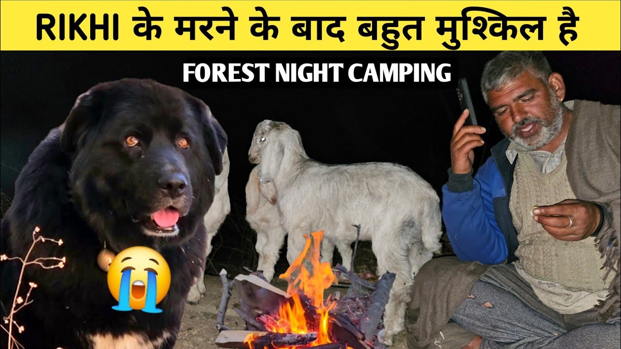 खतरनाक और विरान जंगल में Nomadic Shepherd's. Nomadic Shepherd's in a dangerous and DESERTED JUNGLE.