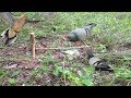 Awesome quick bird trap in cambodiasmart boy catch dove using spring traphow to make spring trap