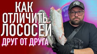 КАК ОТЛИЧИТЬ ЛОЛОСЕЙ ДРУГ ОТ ДРУГА? ПОЛЕЗНЫЙ СОВЕТ! - НЕ ДАЙ СЕБЯ ОБМАНУТЬ! ГОРБУША, НЕРКА, КЕТА