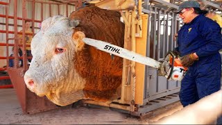 Revolutionizing Cow Farming with Smart Technology Automated Calf Transport Hay Feeding and Milk