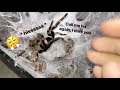 My tarantula got PISSED when I called her FAT !!! (Stridulating)