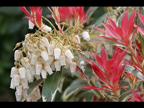 Vidéo: Pieris japonais : description, plantation et entretien. Arbustes d'ornement pour le jardin