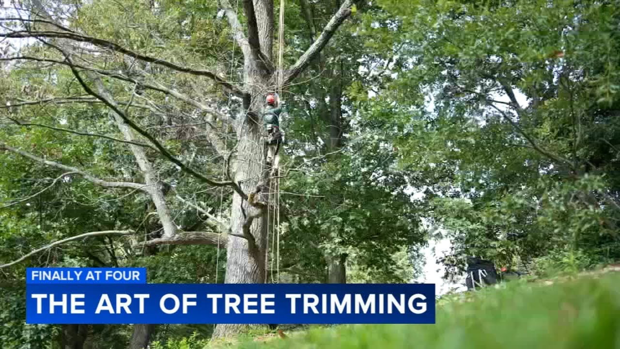 Learning the art of tree trimming - YouTube
