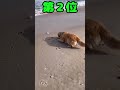 ゴールデンレトリーバー見て癒されたら寝ろｗｗｗ #動物 #犬 #ゴールデンレトリバー #2ch動物スレ