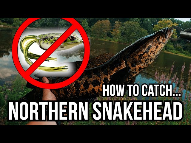 Catching Snakeheads on Live Bait & Lures - Snake head Catch Clean & Cook 