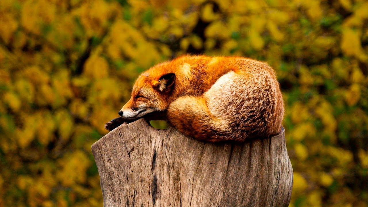 Musica para Concentrarse y Estudiar ☯ Ondas Alfa ☯ Musica Relajante para Trabajar, Leer y Memorizar