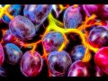 CREATIVE ABSTRACT PHOTOGRAPHY IDEAS - Stylized Grapes