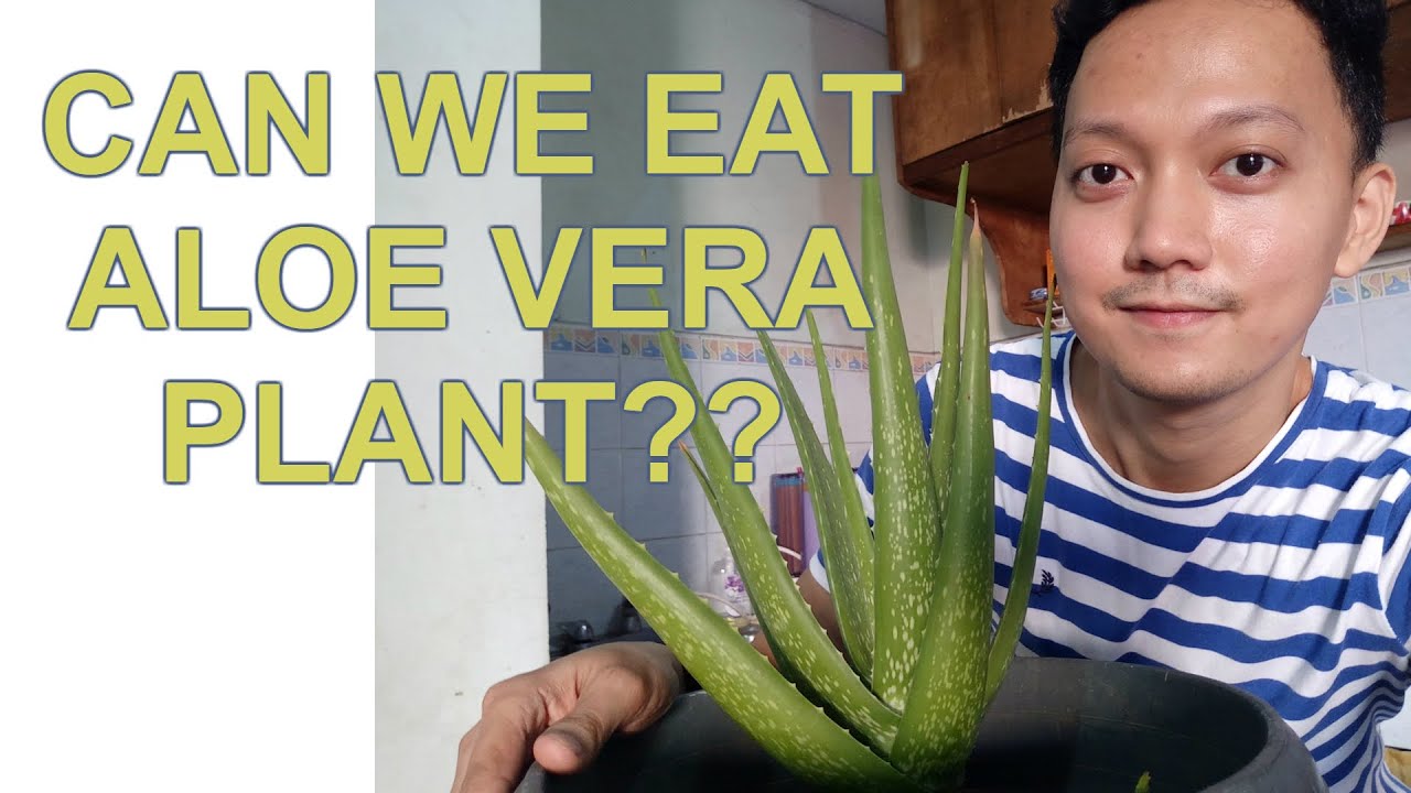 Benefits of Eating Aloe Vera Plant and How to Prepare It Benefits of Eating Aloe Vera Plant and How to Prepare It