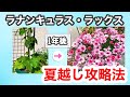 ラックス🌱夏越しのポイント