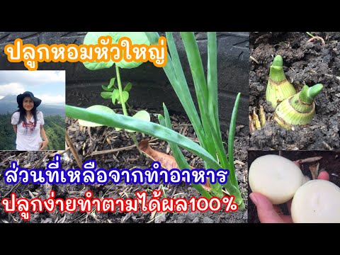 ปลูกหอมหัวใหญ่ (ส่วนหัวที่เหลือใช้) ง่ายๆปลูกตามเห็นผลเกิด100% ลองมาปลูกด้วยกันค่ะ