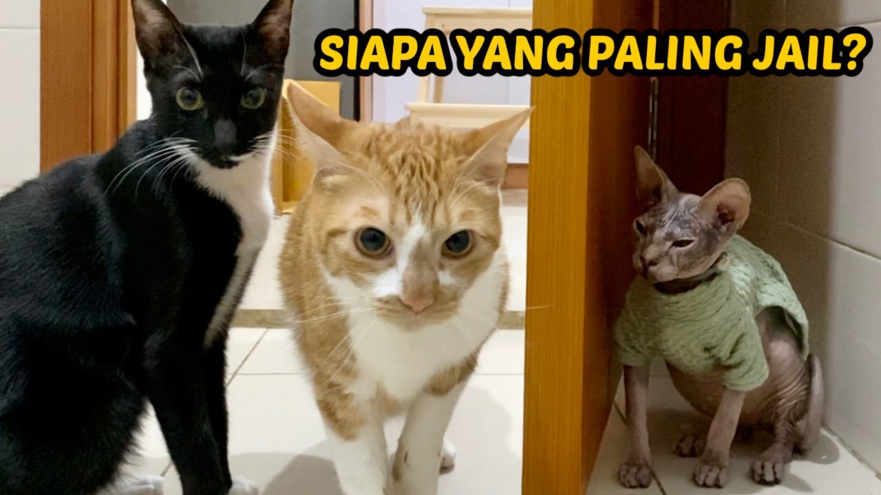 KELAKUAN GENG GEMBROT SESAAT SEBELUM SAHUR