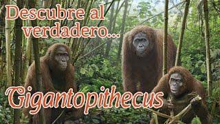 Descubre al verdadero Gigantopithecus