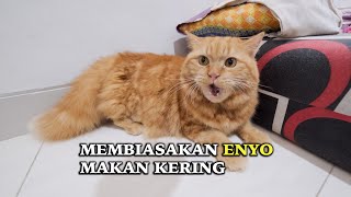 Cara Mengurangi Kebiasaan Kucing Makan Wet Food