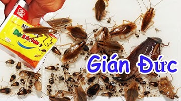 Cách DIỆT GIÁN ĐỨC tận gốc, Thuốc diệt gián Đức HIỆU QUẢ NHẤT