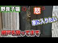 野良猫 子猫 鳴き声【網戸を破ってまで家に入りたい子猫が可愛過ぎる!】 Kitten Japanese traditional house