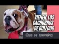 Nuestra bulldog se prepara para su cesárea // Que cosas se necesitan para recibir a la camada