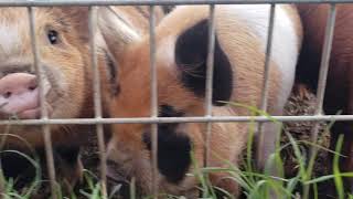 Amy's Farm piglets