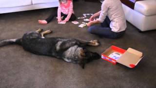 Best Family and Home Protection Trained German Shepherds