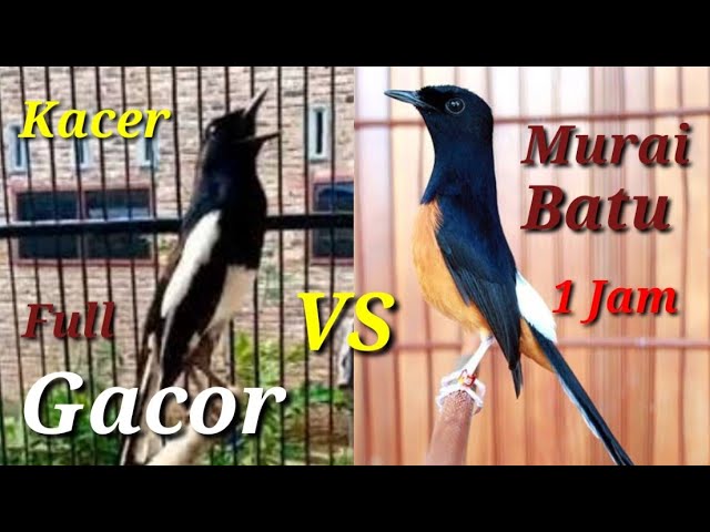 Suara Gacor Kacer Vs Murai Batu Untuk Isian. class=