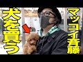 【神旅】マッコイがケンカ旅の果てにめちゃくちゃカワイイ犬を買う！【きゅんです】