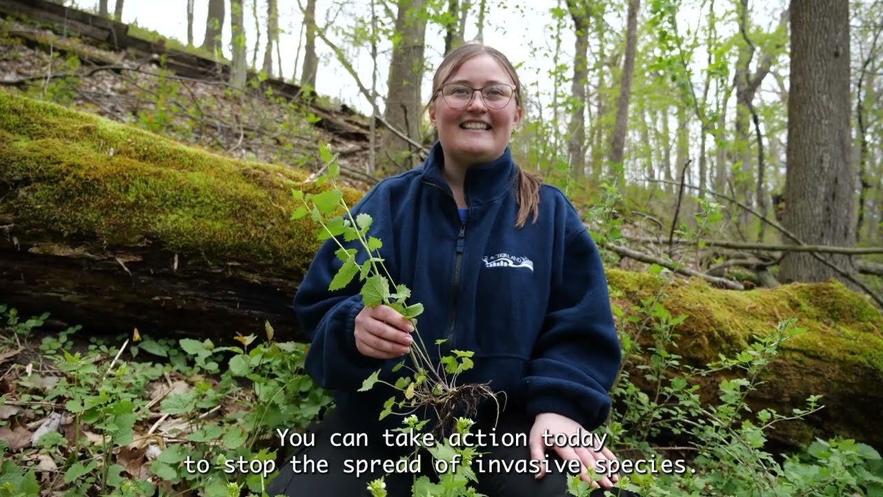 Treatment 101: Garlic Mustard