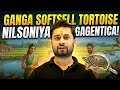 The Ganges Softshell Turtle (Nilssonia gangetica): India's Freshwater Giant