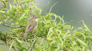 Rietzanger Hoedekenskerke 13052021