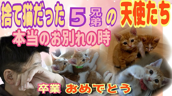 保護した子猫５兄弟が坂上家を卒業します。素敵な里親さん探そうね！