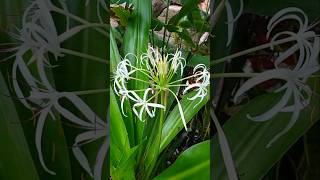 Crinum Lily (Crinum asiaticum) Sudarshan flowers #sudarshanplant #crinumlily #flower #gardening