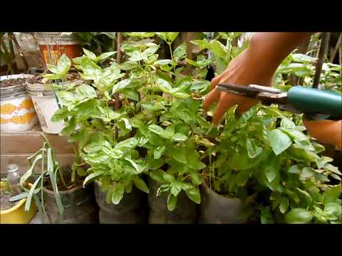 Video: Cómo podar una Buddleia: 7 pasos (con imágenes)