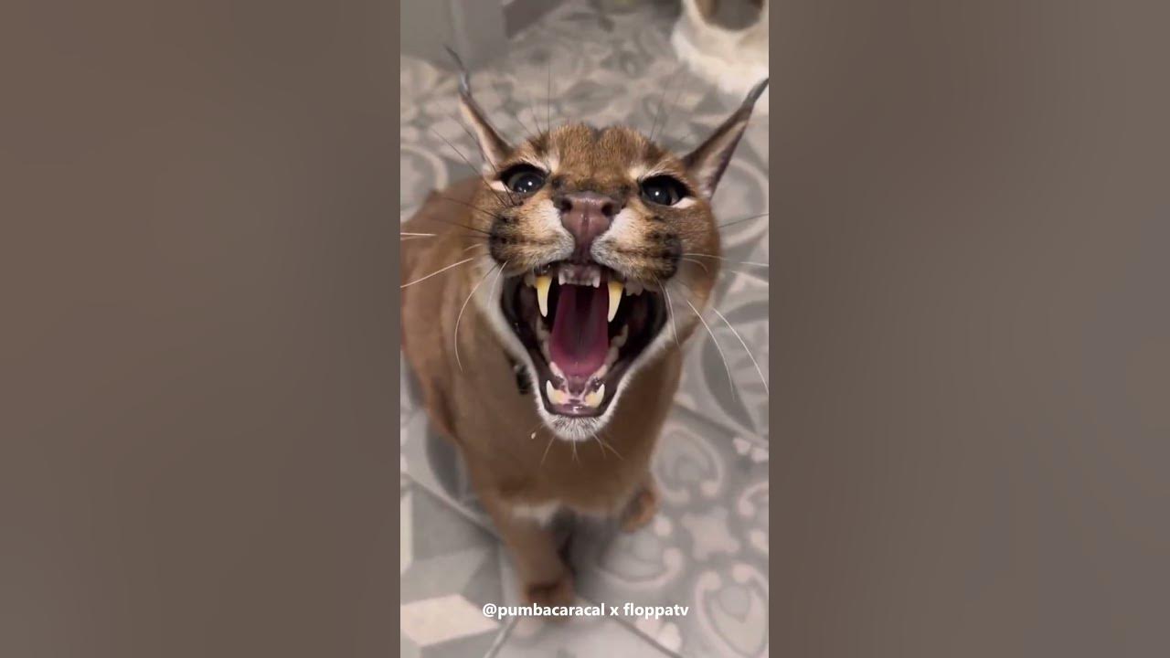 Caracal Pumba Hissing : Floppa #shorts - YouTube