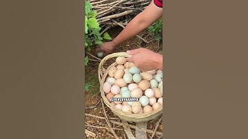 Memelihara ayam secara Liaran #peternakayam #budidayaayam #tipsberkebun #pertanian #trikpintar