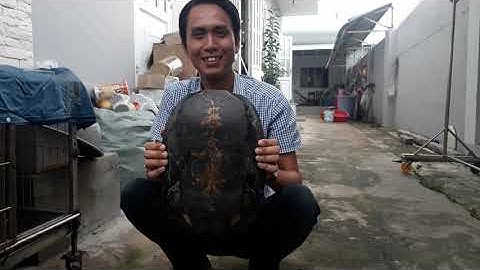 Rùa răng quý hiếm | Được tìm thấy ở Miền Tây