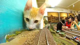 Kittens are dancing by the tracks. The train is coming to an emergency stop, but it is safe.