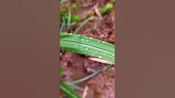 Thumbnail of @cucubaby-c #raindrops #raindrop #rain #drops 💧