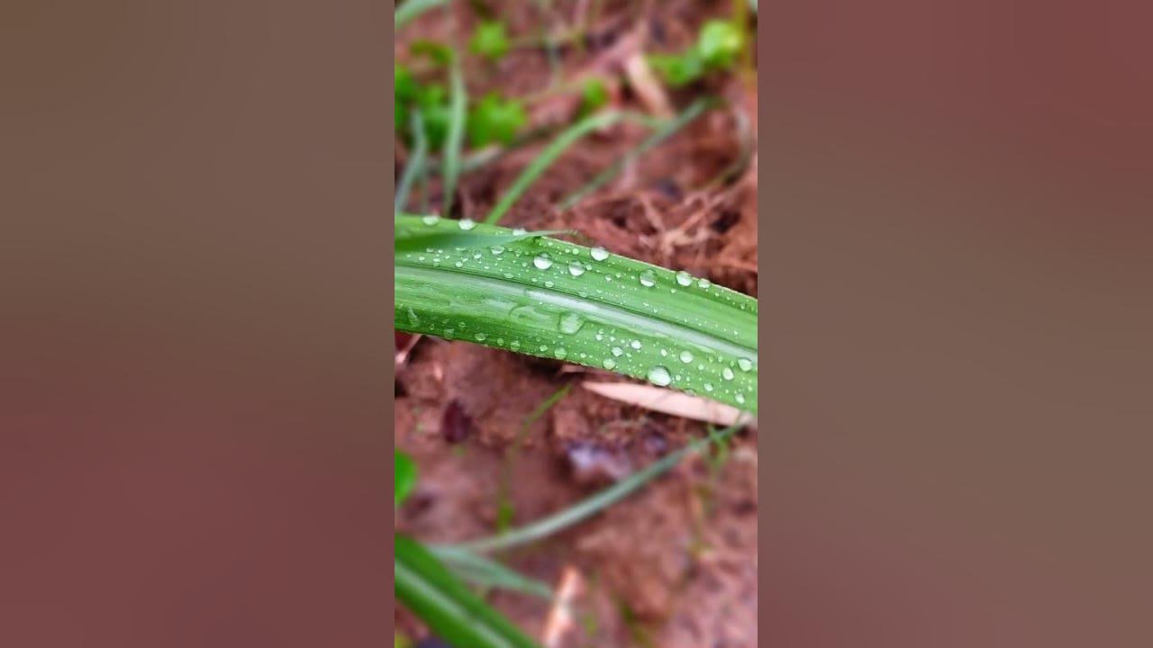 @cucubaby-c #raindrops #raindrop #rain #drops 💧