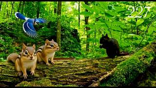 Cat TV: Squirrels, Chipmunks and Blue Jays in a Beautiful Forest 4K. Episode 227 screenshot 3