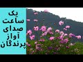 یک ساعت صدای طبیعت و پرندگان