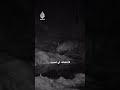 الأصغر من نوعه في العالم.. تعرف على الضبع العماني المخطط