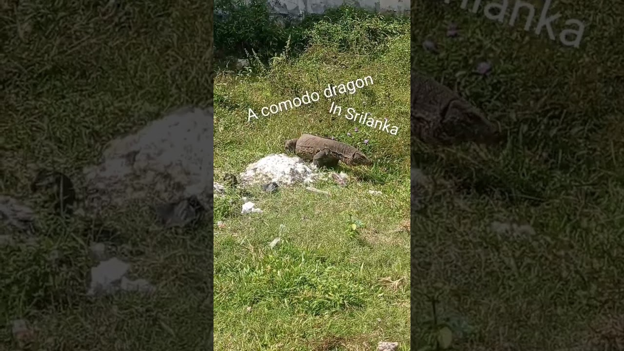 A comodo dragon (big one 😱)