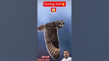 #سورة_الإخلاص #ikhlas #egzonibrahimi #nature #animals #birds #education #shortvideo