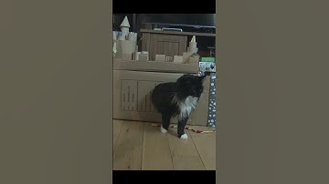 Stepping out of my castle 🏰🐈‍⬛ - Mr. Darcy, tuxedo cat #Shorts