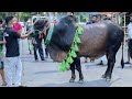 My qurbani bull 2021  truck unload  the home of goru lovers