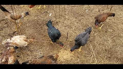 Kuv cov niam qaib thiab Txiv qaib for 2021