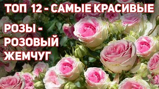 Перламутрово- жемчужно- РОЗОВЫЕ РОЗЫ! 12 красивейших сортов.