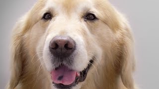 Scout: The Wait is Almost Over