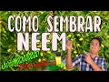 CÓMO SEMBRAR NEEM FÁCIL🌿🌿CONOZCA TODAS SUS PROPIEDADES  (Azadirachta indica)🍃 (Método MUY EFECTIVO)